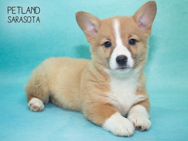 Pembroke Welsh Corgi-DOG-Female-Fawn White-24698-Dream Tails Sarasota, Florida