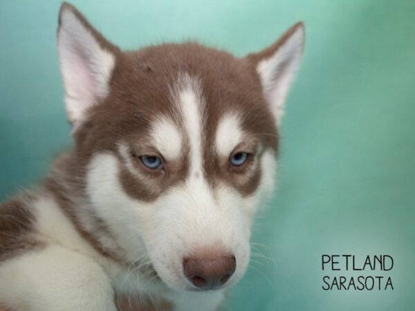 Siberian Husky-DOG-Male-Red White-24697-Dream Tails Sarasota, Florida