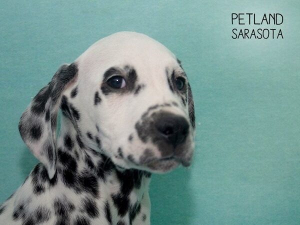 Dalmatian-DOG-Male-Black & White-24696-Dream Tails Sarasota, Florida