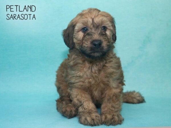 Woodle-DOG-Male-Brown-24695-Dream Tails Sarasota, Florida
