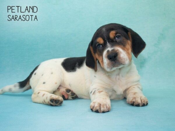 Walrus-DOG-Female-Red-24694-Dream Tails Sarasota, Florida