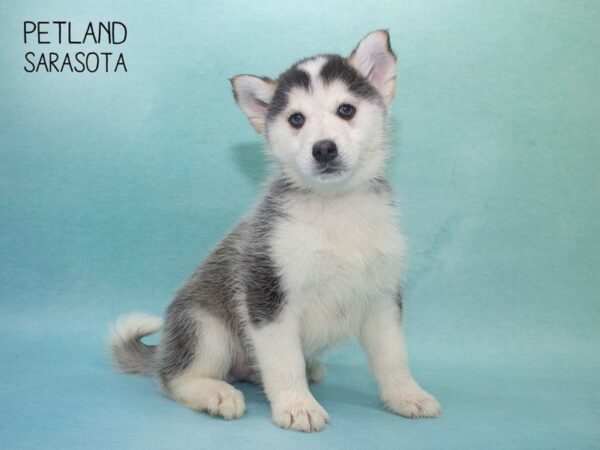 Pomsky-DOG-Male-Silver & White-24693-Dream Tails Sarasota, Florida