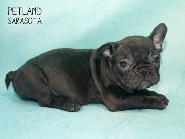 French Bulldog-DOG-Male-BLACK-24716-Dream Tails Sarasota, Florida