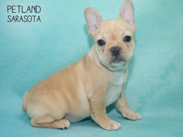 French Bulldog-DOG-Female-Tan-24717-Dream Tails Sarasota, Florida