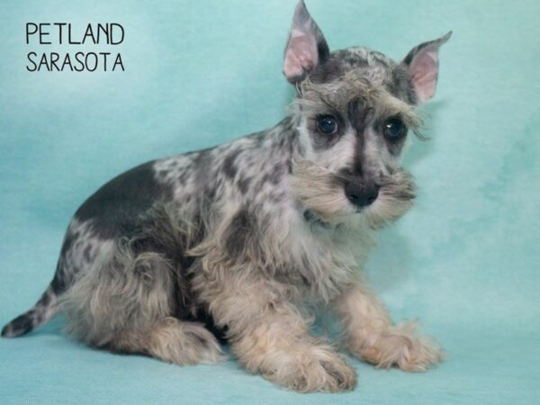 Miniature Schnauzer-DOG-Female-BLUE MERLE-24715-Dream Tails Sarasota, Florida