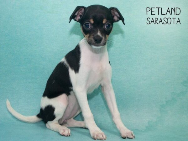 Chihuahua-DOG-Female-BLACK WHITE-24714-Dream Tails Sarasota, Florida