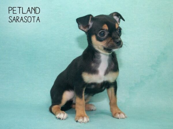Chihuahua-DOG-Female-Black Tan-24713-Dream Tails Sarasota, Florida