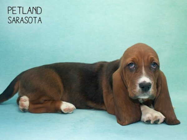 Basset Hound-DOG-Female-RED WHITE-24712-Dream Tails Sarasota, Florida