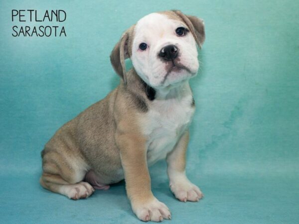 Mini Bulldog-DOG-Male-FAWN WHITE-24711-Dream Tails Sarasota, Florida