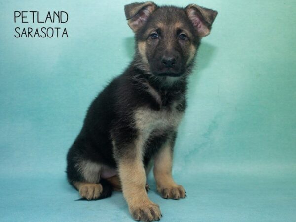 German Shepherd-DOG-Female-Black and Tan-24709-Dream Tails Sarasota, Florida