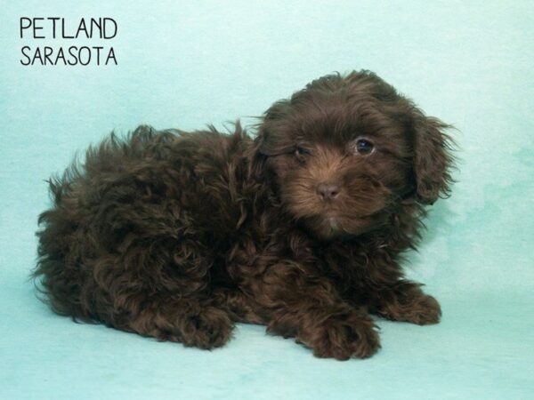 Lhasa Poo-DOG-Male-Choclate-24710-Dream Tails Sarasota, Florida