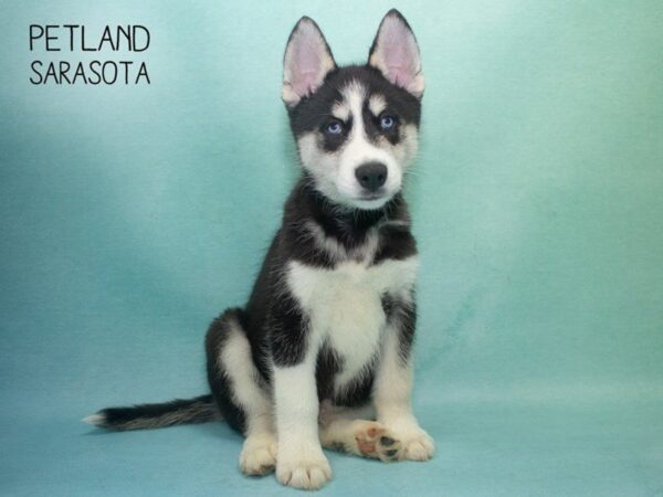 Siberian Husky-DOG-Male-Black & White-24707-Dream Tails Sarasota, Florida