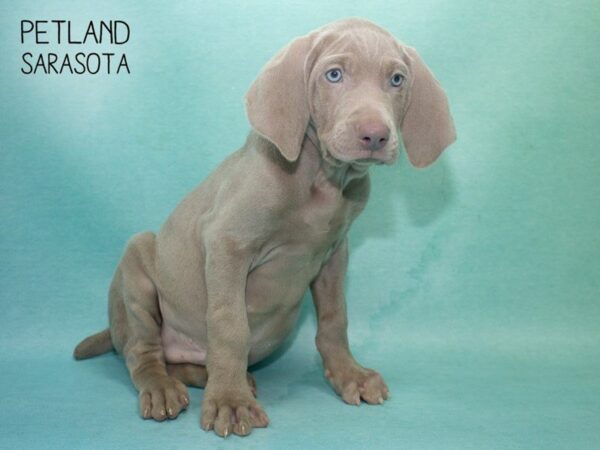 Weimeraner-DOG-Male-Silver-24708-Dream Tails Sarasota, Florida