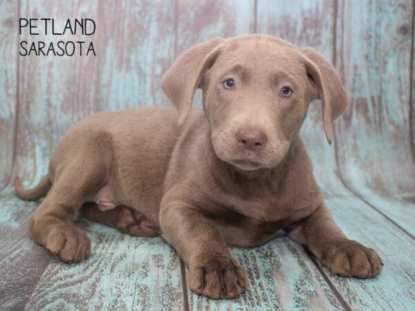 Labrador Retriever-DOG-Male-Chocolate-24738-Dream Tails Sarasota, Florida
