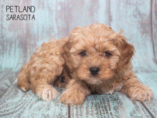 Cavapoo-DOG-Female-RED-24737-Dream Tails Sarasota, Florida