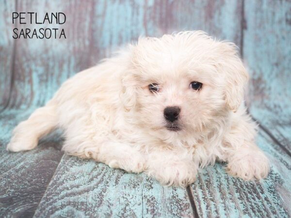 Daisy Dog-DOG-Male-CREAM WHITE-24736-Dream Tails Sarasota, Florida
