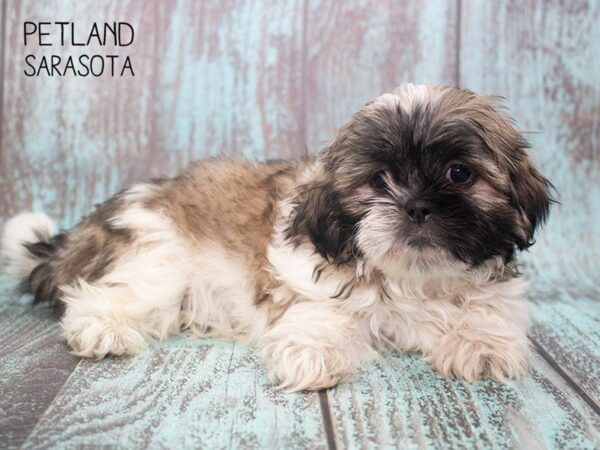 Shih Tzu-DOG-Male-BRINDLE WHITE-24735-Dream Tails Sarasota, Florida