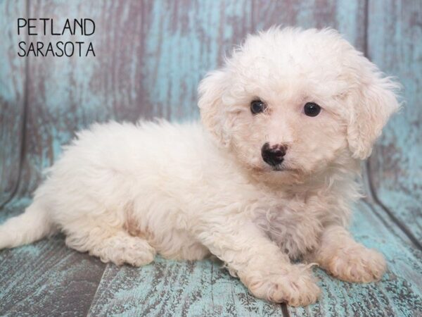 Bichon Frise-DOG-Male-White-24734-Dream Tails Sarasota, Florida