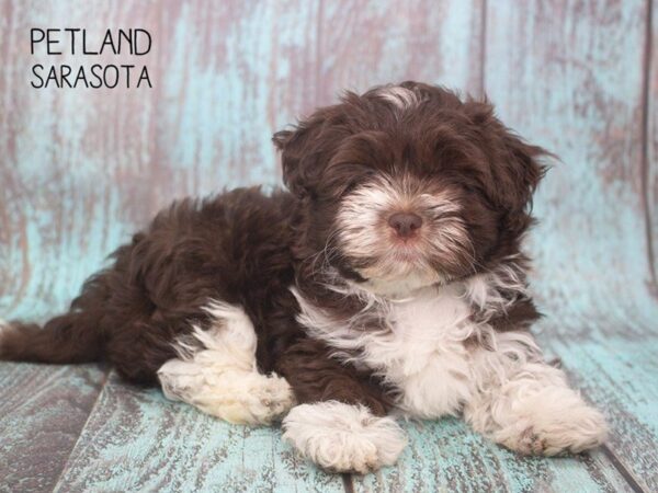 Havanese-DOG-Female-CHOC WHITE-24733-Dream Tails Sarasota, Florida