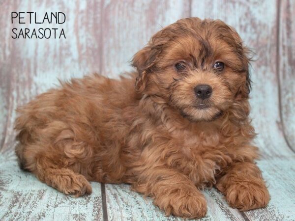 Shihpoo-DOG-Male-Dark Red-24732-Dream Tails Sarasota, Florida