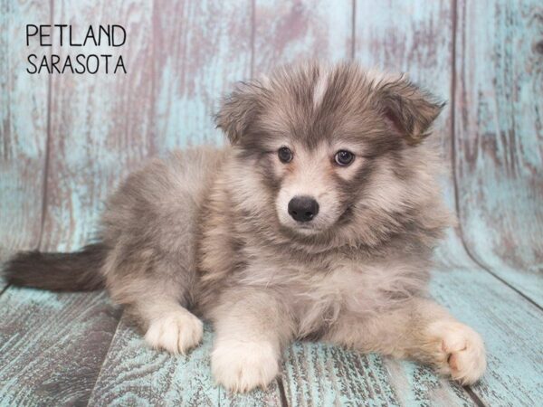 Pomsky-DOG-Male-Gray white-24731-Dream Tails Sarasota, Florida