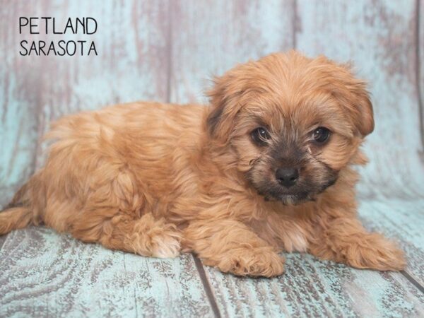 Yorkie Chon-DOG-Male-Beige-24730-Dream Tails Sarasota, Florida