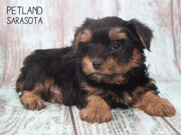Yorkshire Terrier-DOG-Male-BLACK TAN-24728-Dream Tails Sarasota, Florida