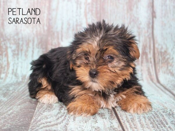 Yorkshire Terrier-DOG-Female-BLACK TAN-24726-Dream Tails Sarasota, Florida
