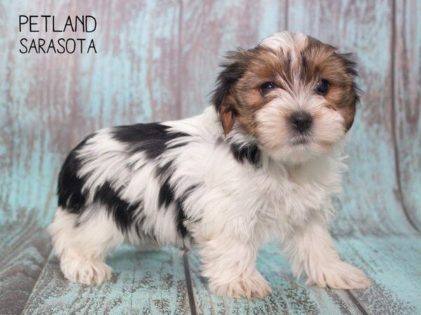 Yorkshire Terrier-DOG-Female-Parti-24725-Dream Tails Sarasota, Florida