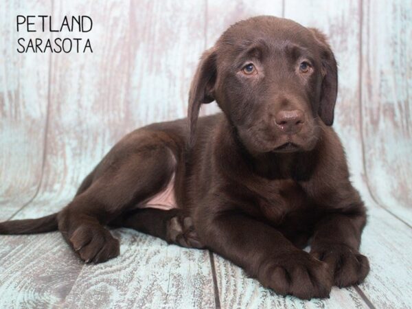 Labrador Retriever-DOG-Male-Chocolate-24724-Dream Tails Sarasota, Florida