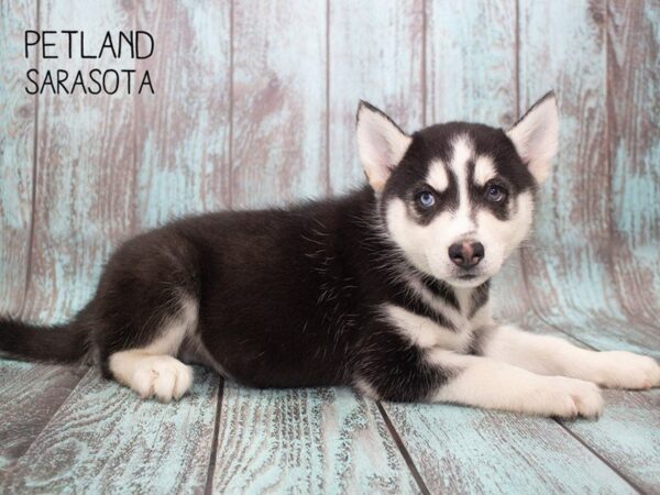 Siberian Husky-DOG-Male-Black & White-24723-Dream Tails Sarasota, Florida