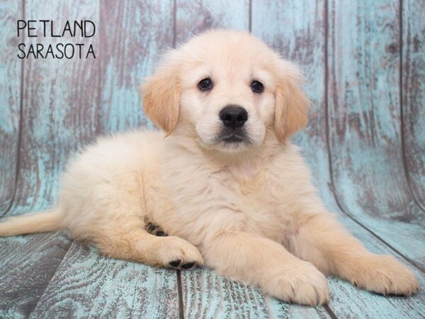 Golden Retriever-DOG-Male-Golden-24722-Dream Tails Sarasota, Florida