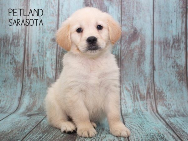 Golden Retriever-DOG-Female-Golden-24721-Dream Tails Sarasota, Florida