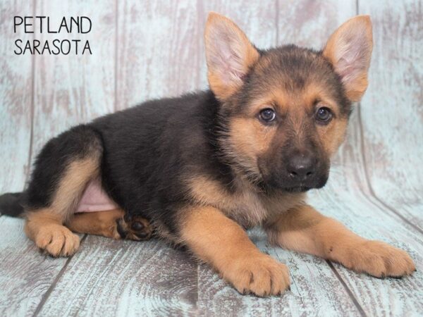German Shepherd-DOG-Female-Black and Tan-24720-Dream Tails Sarasota, Florida