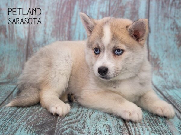 Pomsky-DOG-Female-gray white-24719-Dream Tails Sarasota, Florida