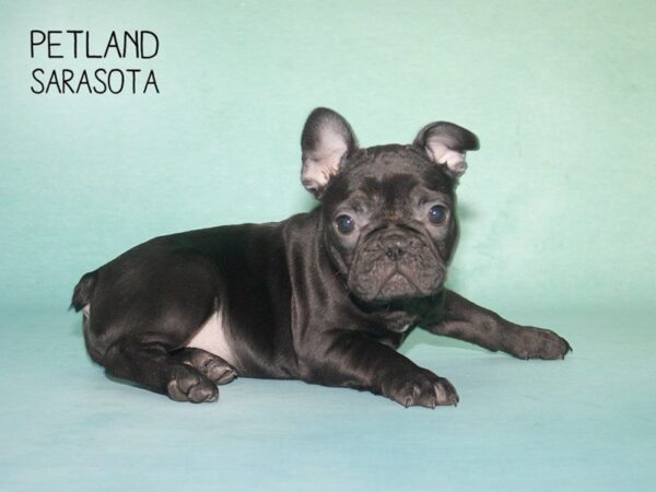 French Bulldog-DOG-Female-BLACK-24718-Dream Tails Sarasota, Florida