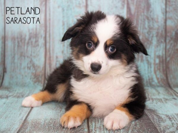 Mini Aussie-DOG-Male-BLK TRI-24763-Dream Tails Sarasota, Florida
