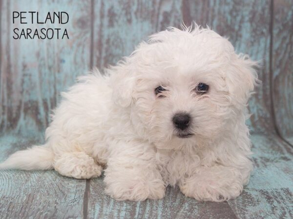Bichon Frise-DOG-Male-WHITE-24762-Dream Tails Sarasota, Florida