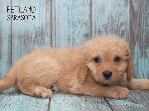 Cava Poo-DOG-Male-red-24761-Dream Tails Sarasota, Florida