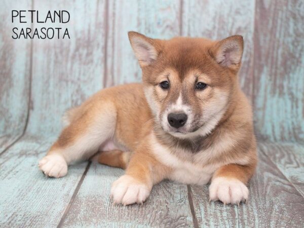 Shiba Inu-DOG-Female-RED-24760-Dream Tails Sarasota, Florida