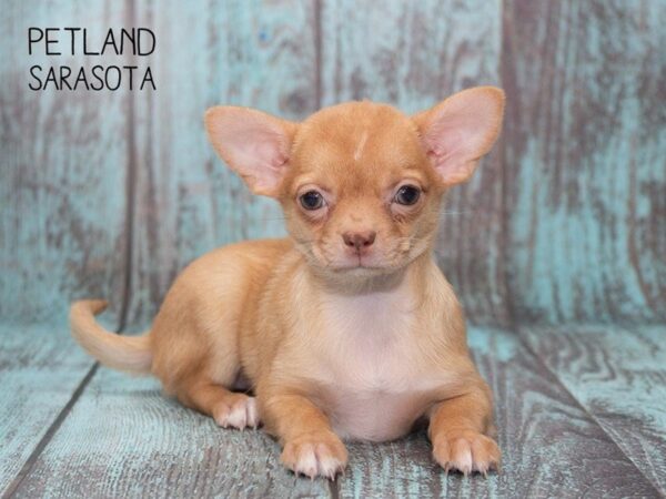 Chihuahua-DOG-Female-RED-24759-Dream Tails Sarasota, Florida