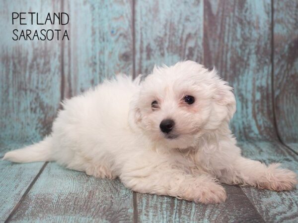 Maltese-DOG-Male-WHITE-24758-Dream Tails Sarasota, Florida