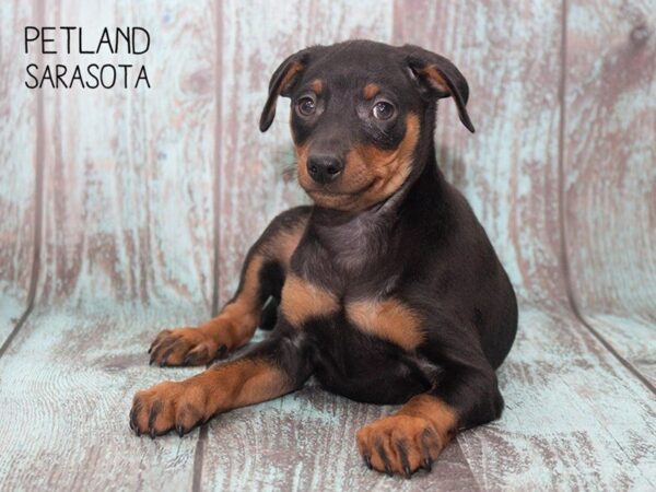 Miniature Pinscher-DOG-Male-BLACK TAN-24756-Dream Tails Sarasota, Florida