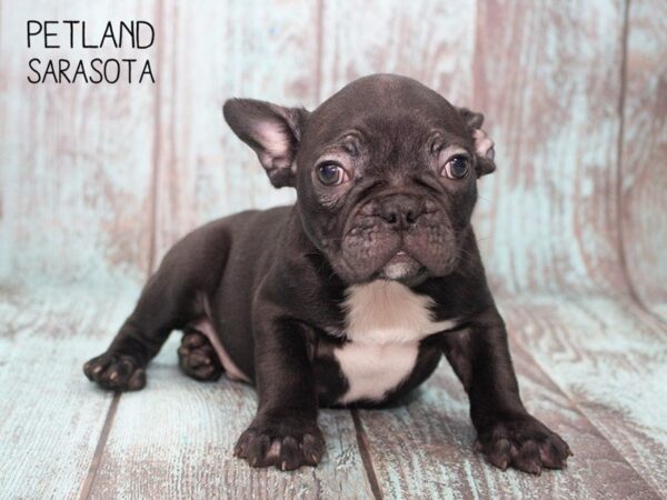 Frenchton-DOG-Male-BLK-24754-Dream Tails Sarasota, Florida
