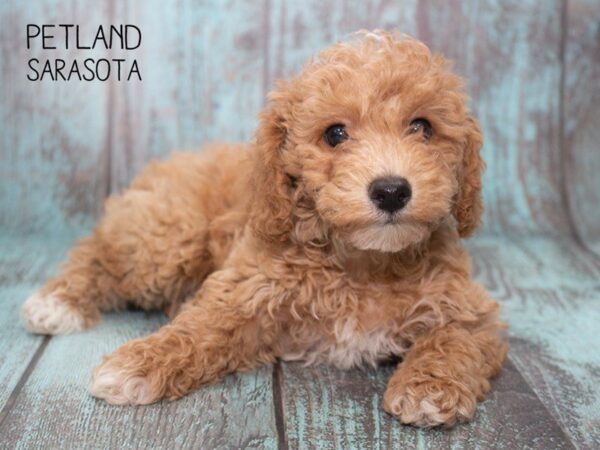 Bichon Poo-DOG-Male-RED-24753-Dream Tails Sarasota, Florida