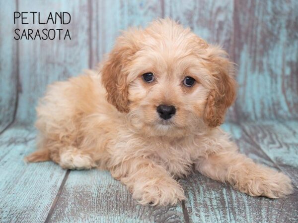 Cavachon-DOG-Male-blenhiem-24752-Dream Tails Sarasota, Florida