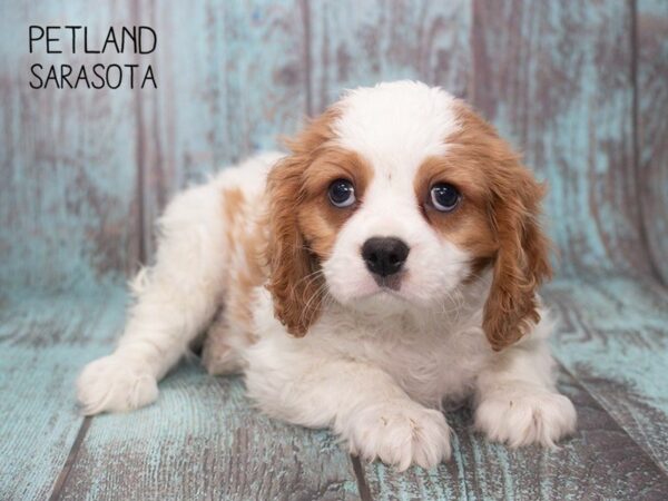 Cavalier King Charles Spaniel-DOG-Male-BLENHEIM-24751-Dream Tails Sarasota, Florida