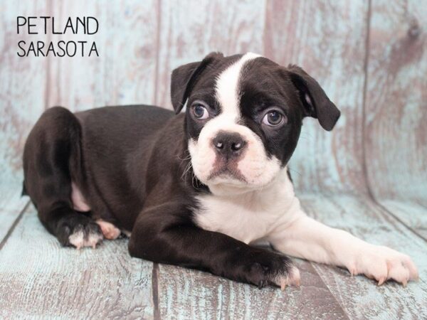 Boston Terrier-DOG-Male-BLK WHT-24750-Dream Tails Sarasota, Florida