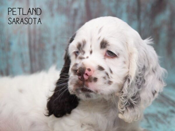 Cocker Spaniel-DOG-Male-CHOC MERLE PARTI-24749-Dream Tails Sarasota, Florida