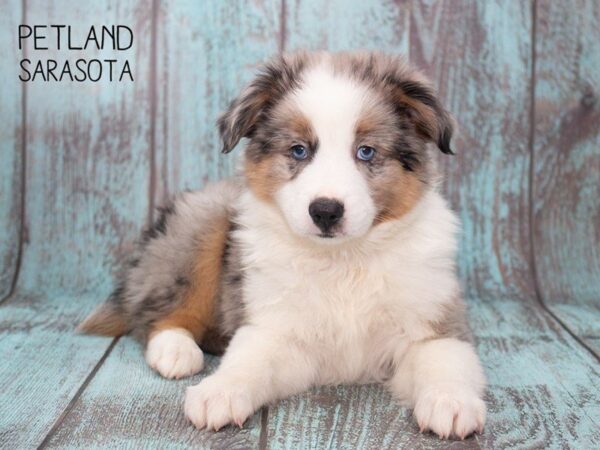 Mini Aussie-DOG-Male-BLUE MERLE PARTI-24748-Dream Tails Sarasota, Florida